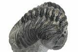 Bumpy Drotops Trilobites With Fantastic Preparation - Mrakib #174896-1